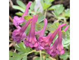 Corydalis s.incise