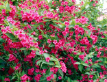 Вейгела гибридная (Weigela Bristol Ruby)