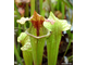 Sarracenia Oreophila x leucophylla