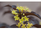 Диервилла блестящая (Diervilla splendens)(20-40/3л)