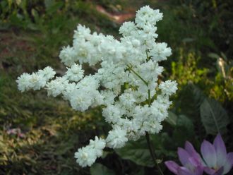 Filipendula ulmaria &quot;Plena&quot;