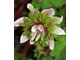 Anemone nemorosa Majbrud