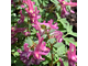 Corydalis solida &quot;Agnese&quot;