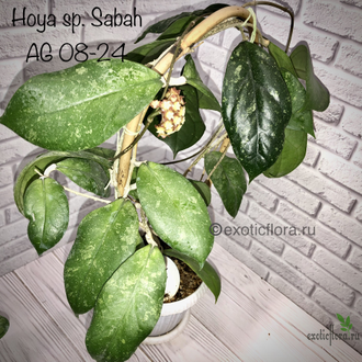 Hoya sp. Sabah AG 08-24
