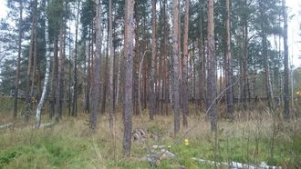 Эксклюзивный лесной участок 40 соток в поселке Ильинский,Раменский район.