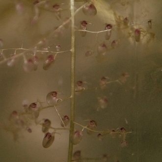 Пузырчатка - Utricularia longifolia