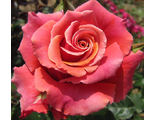 Роза чайно-гибридная Коппер Лайт