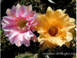 Echinopsis hybrid `Zoluschka` x Echinopsis hybrid `Alladin` - 5 семян