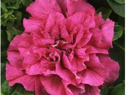 Петуния махровая крупноцветковая Double Cascade Pink, 10 драже