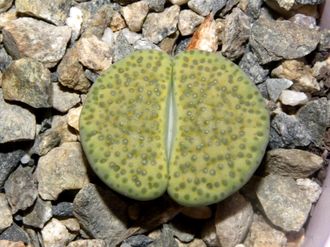 Lithops fulviceps 'aurea' C363 (D=15-18mm)