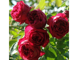 Роза Ред Иден Роуз ЗКС V 0,8 л