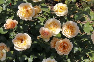 Генриетта Барнет, Ч\Г. Harkness Генриетта Барнет, Ч\Г. Harkness