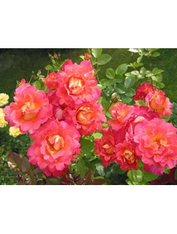 Арлекин ( Decor Arlequin) роза С3,10-20 (корнесобственная)
