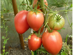 семена томаты "Мазарини" 10 шт.