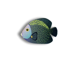 Рыбка сноб - Брошь/ значок - 58