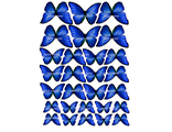 Бабочки -10