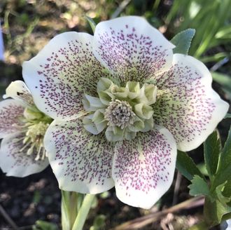 Helleborus анемовидный «Spring Touch»