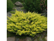 Лайм Глоу можжевельник горизонтальный(Juniperus horizontalis Lime Glow)