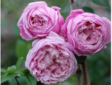 Английские розы - Сорт Чарльз Ренни Маккинтош (Charles Rennie Mackintosh)
