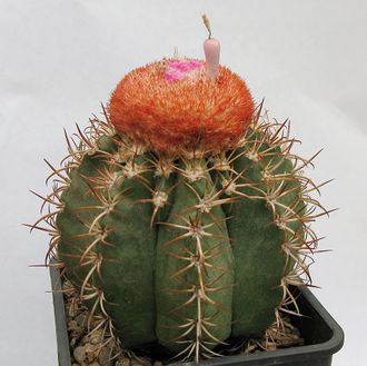 Melocactus matanzanus (К)