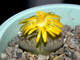 Lithops gesinae v.annae C078 - 10 семян