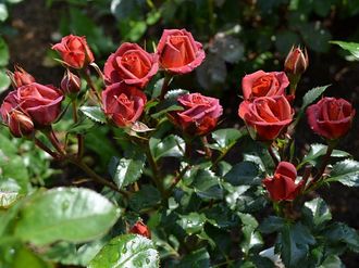 Чокочино роза, ОКС Чокочино роза, ОКС