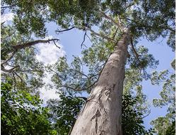 Эвкалипт лучистый эфирное масло