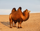 Одеяло &quot;Сахара-ЭКО&quot; Всесезонное (верблюжья шерсть, 300 гр/кв.м)