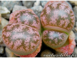 Lithops coleorum C396 - 10 семян