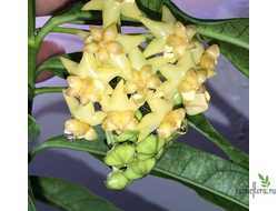 Hoya Platicaulis