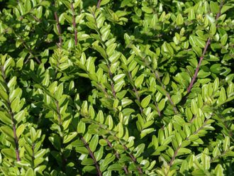 Жимолость блестящая (Lonicera nitida) C3