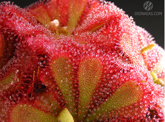 Drosera Aliciae