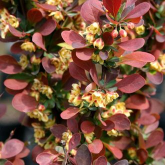 Барбарис тунберга Ред Пиллар (Berberis thunbergii Red Pillar)