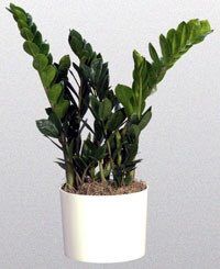 Горшечное растение (№12 018) "Замиокулькас"