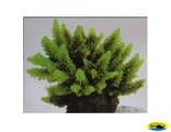 SH095G Коралл пластиковый зеленый 11,5*10*9см