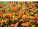 Эмбер Джубиле пузыреплодник (Physocarpus opulifolius Amber Jubilee)