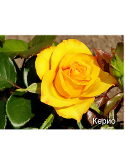 Керио (Kerio+) роза, ЗКС