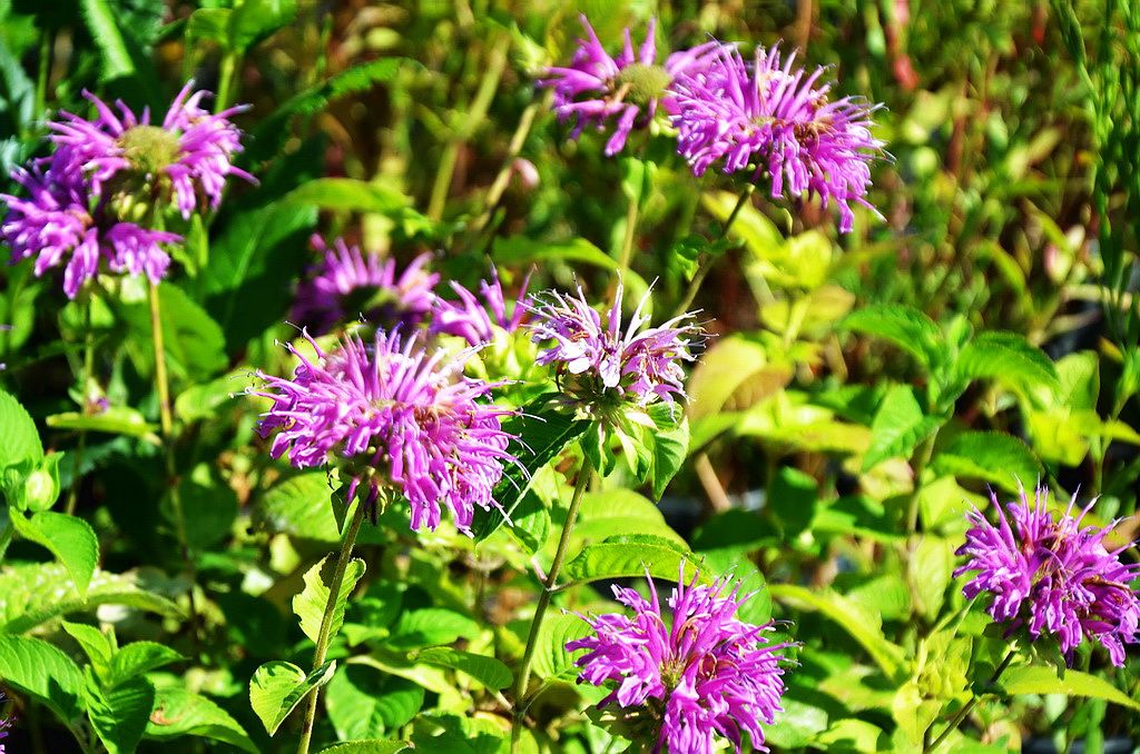 Монарда violacea