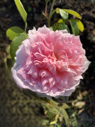 Inge&#039;s Rose ВЕСНА