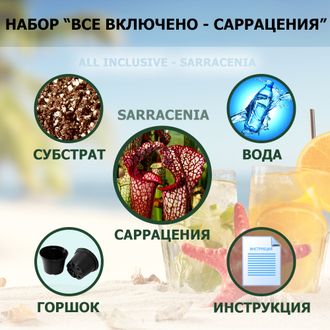 Подарочный Набор "Все Включено - Саррацения"