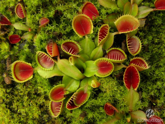 Dionaea muscipula Cupped trap