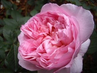 Соня Рикель роза