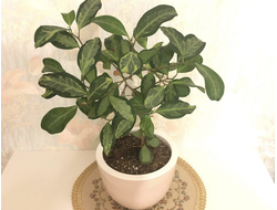 Ficus  diversifolia variegata