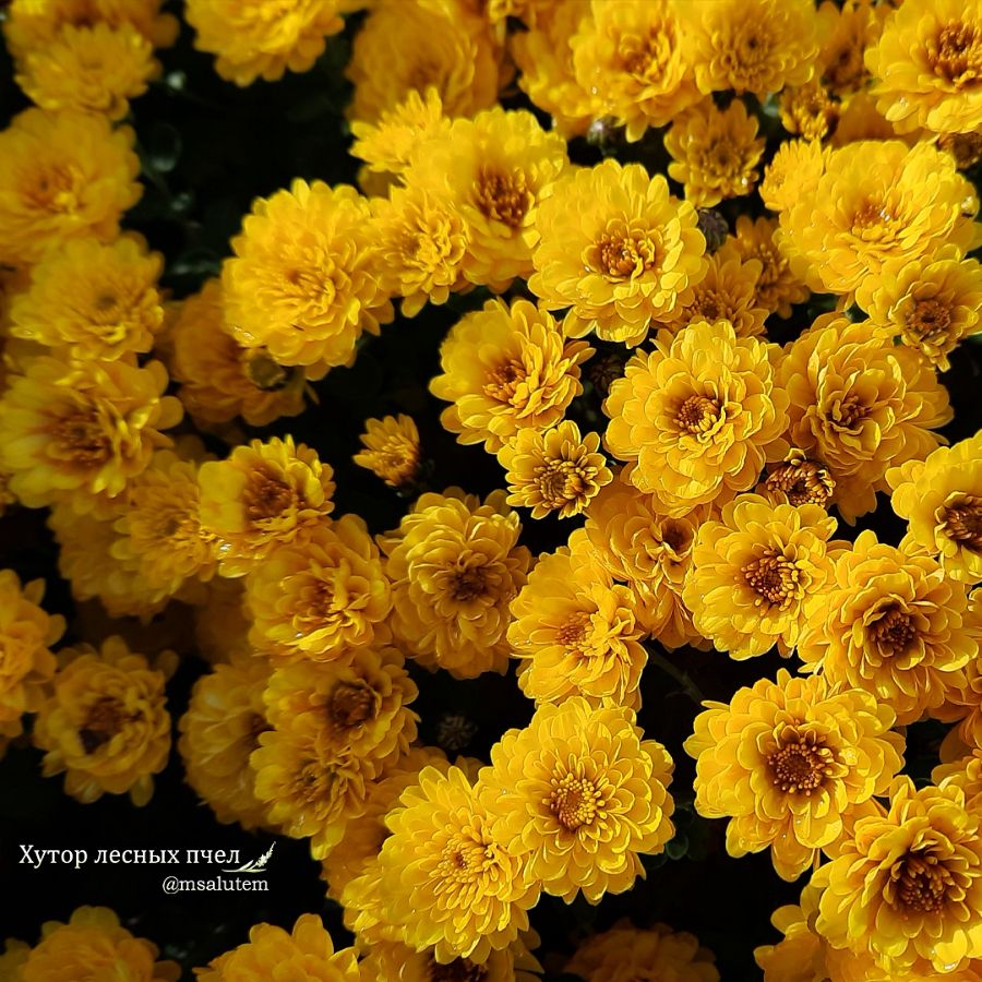 Chrysanthemum Gigi yellow  Хризантема мультифлора Джиджи Еллоу