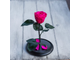 Стабилизированная роза в колбе Lerosh - Mini 27 см, Ярко Розовая