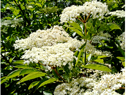 Чёрная бузина абсолют (Elderflower Absolute)