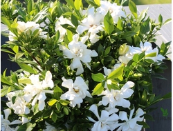 Гардения jasminoides ‘ Celestial Star '