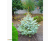 Ель колючая Энгельмана (Picea Engelmannii)(RB100-120)