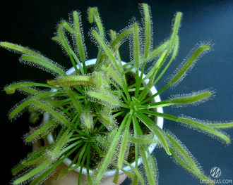 Drosera Capensis Alba