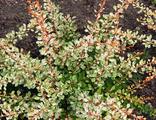 Барбарис тунберга Старбест (Berberis thunbergii Starburst)